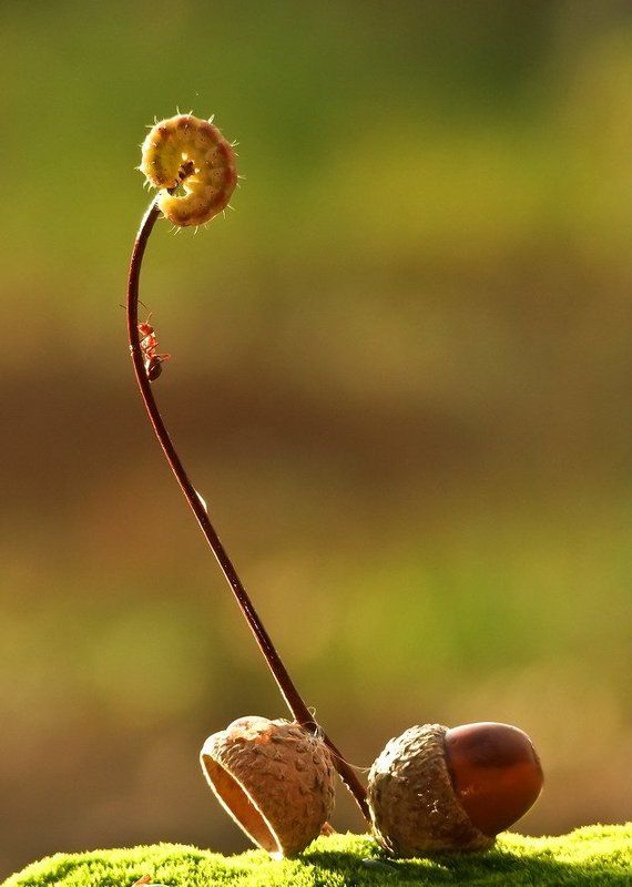 муравей.гусеница ВРЕШЬ.НЕ УЙДЕШЬ. фото превью