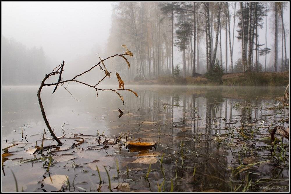 , Дмитрий Бакулин