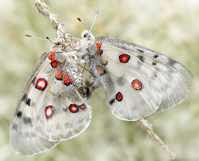 Любовные игры Аполлонов фото превью