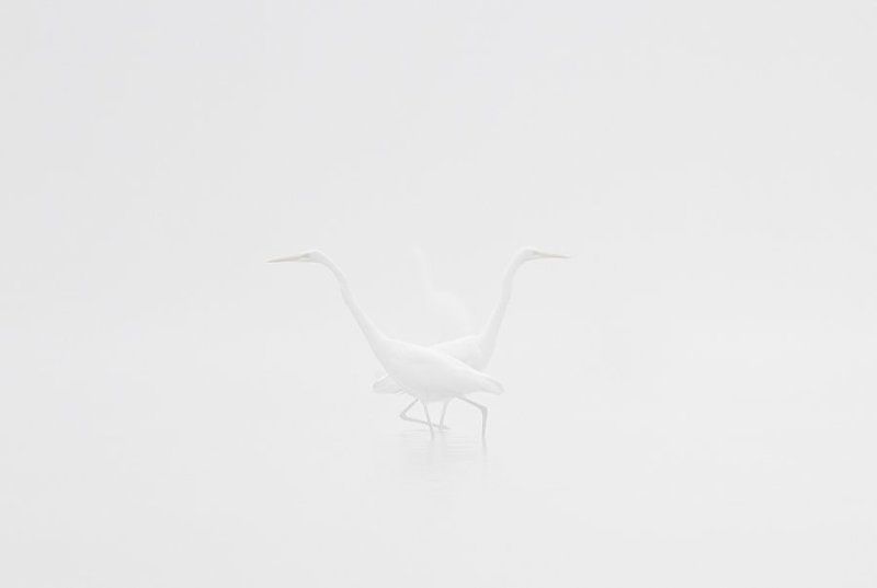 Mist фото превью