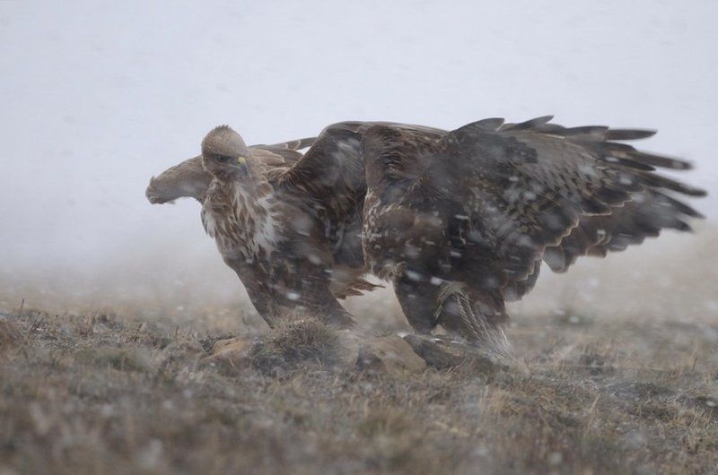 Буря фото превью
