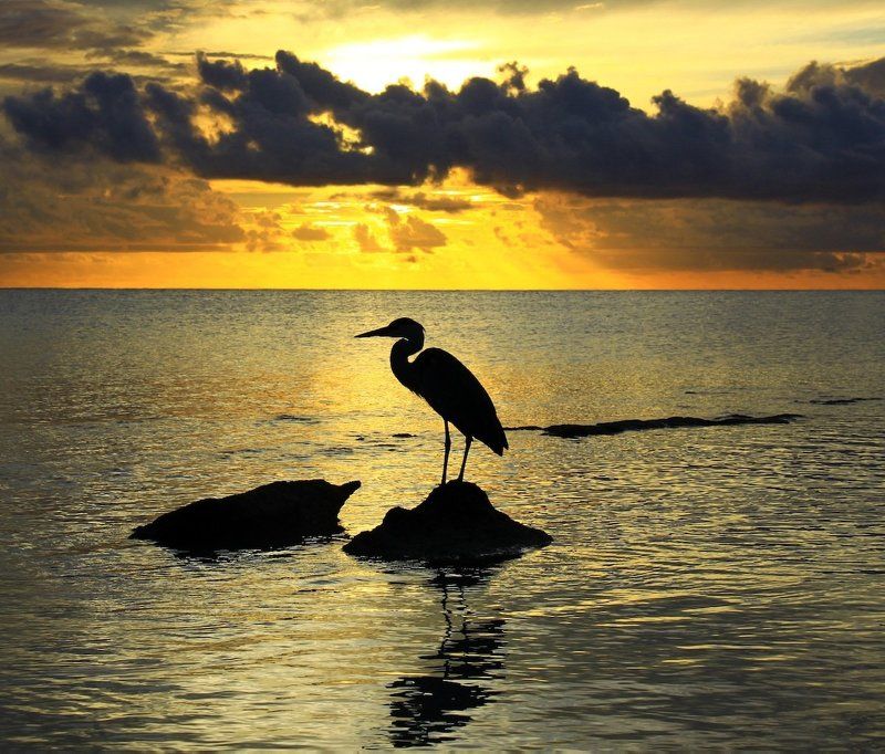 Одинокий странник фото превью