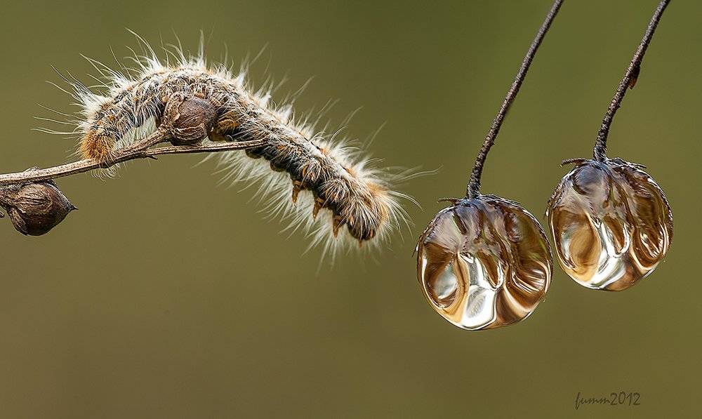 , Игорь ФУММ