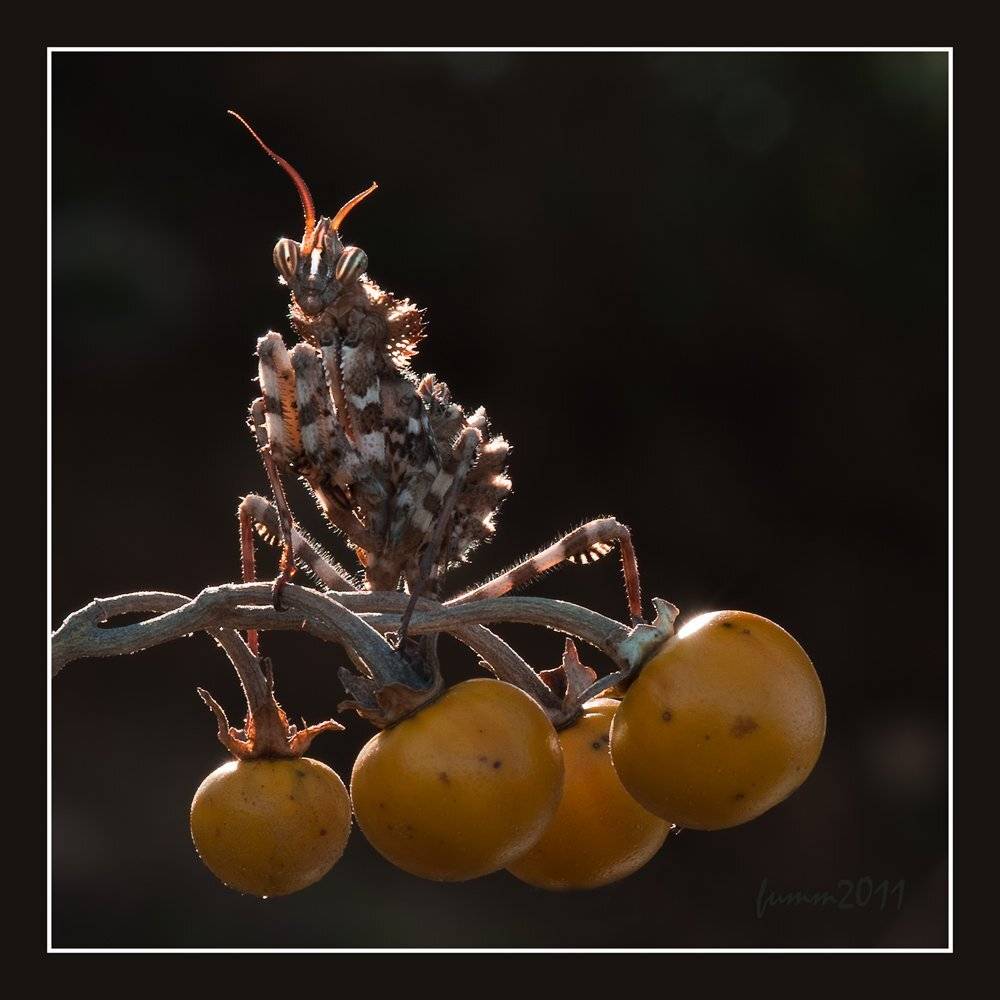 , Игорь ФУММ