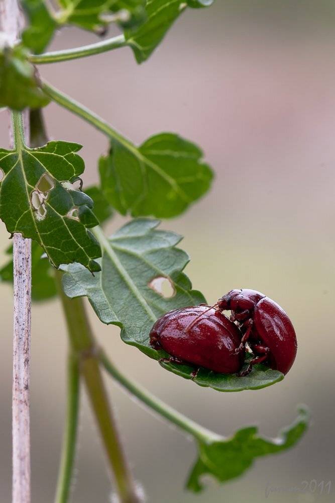 , Игорь ФУММ