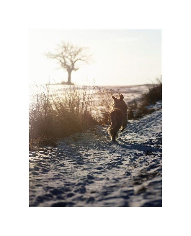 - фото превью