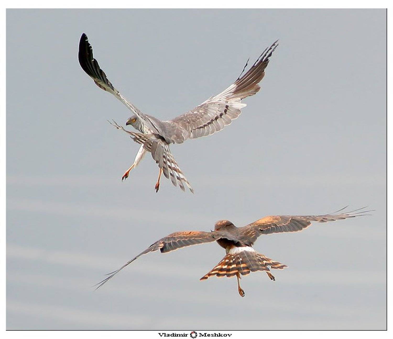 , &copy; =Vladimir Meshkov=