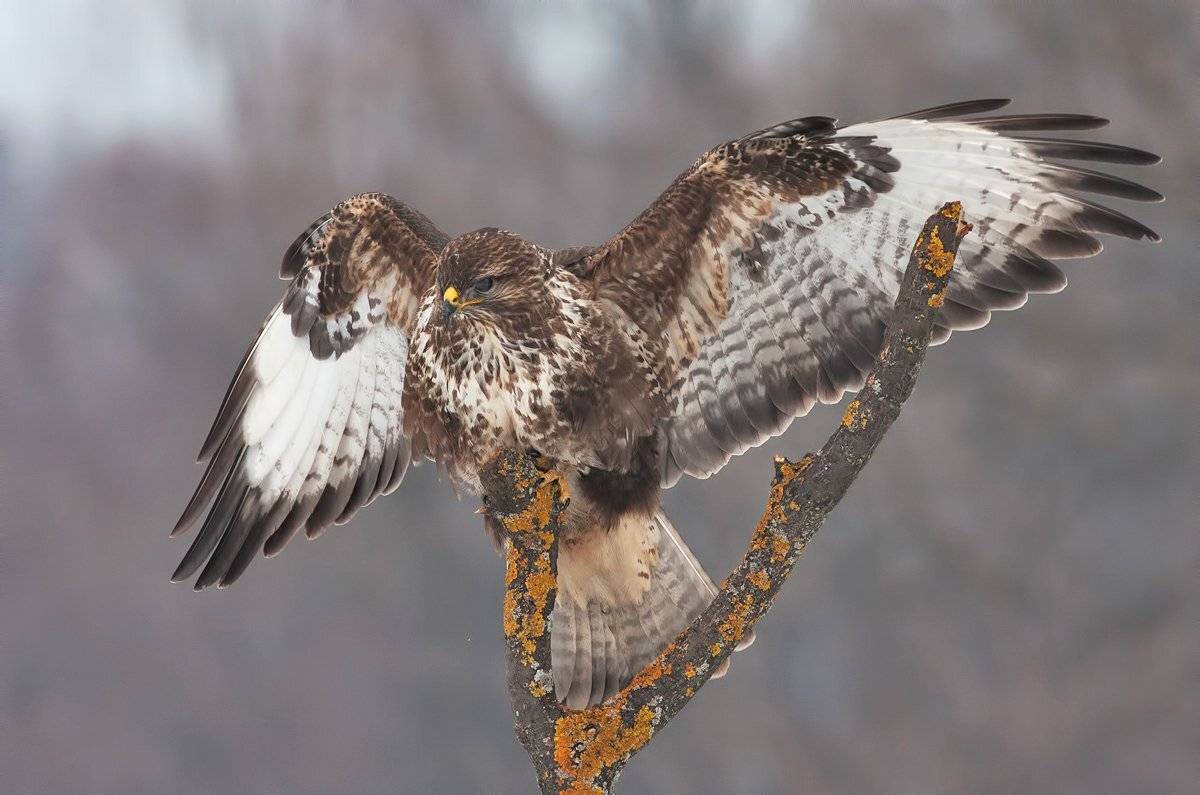 , Стефан Дянков