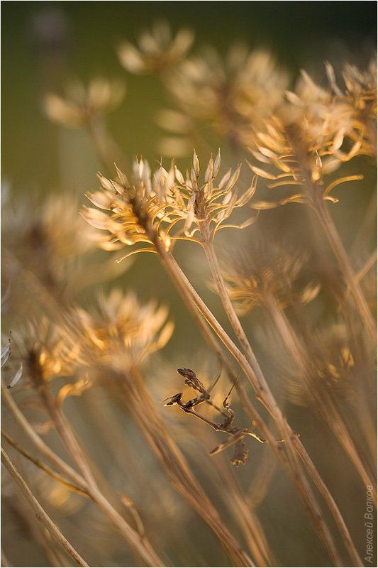 эмпуза, макро, новороссийск Всё выше и выше фото превью