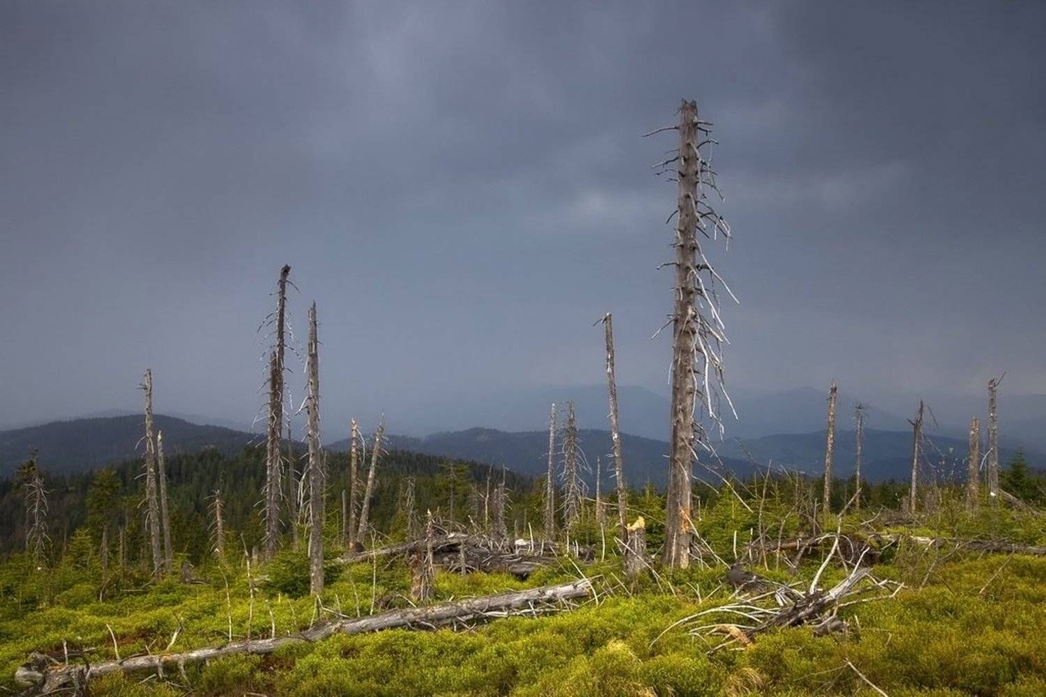 gorce, rain,, ciudat