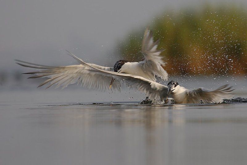 Завтрак... фото превью