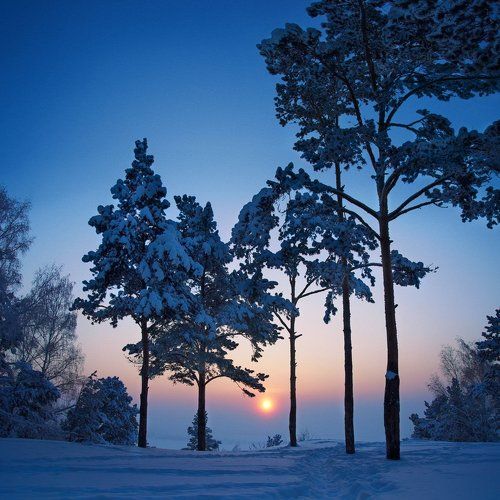 Сосны. -34С