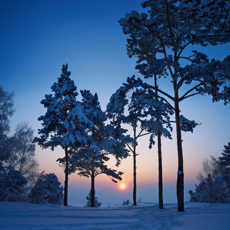 Сосны, Томск Сосны. -34С фото превью