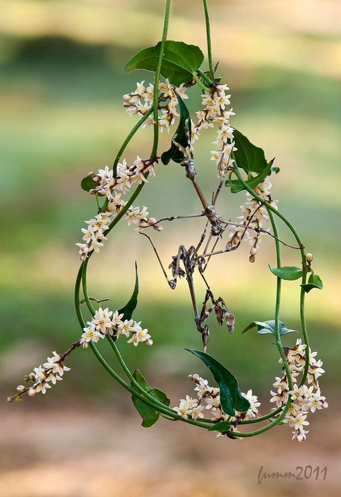 , Игорь ФУММ