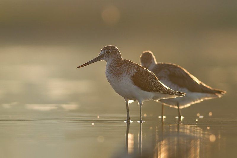 Common Greenshank фото превью