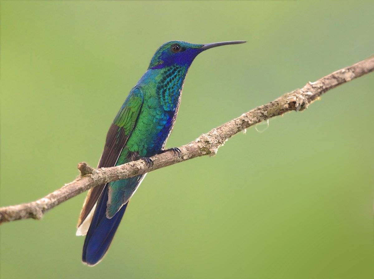 trochilidae, колибри, colibri thalassinus, зелёный фиалкоух, green violetear, колумбия, Sergey Volkov