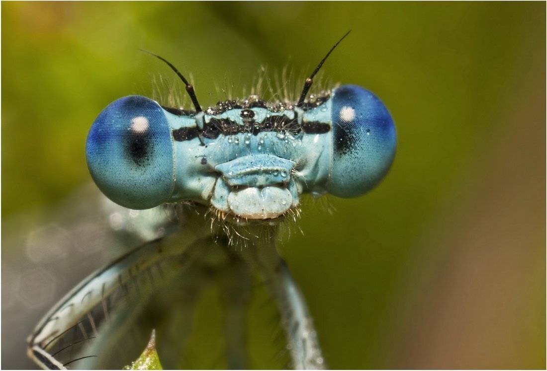 dragonfly, , стрекоза, Леонид