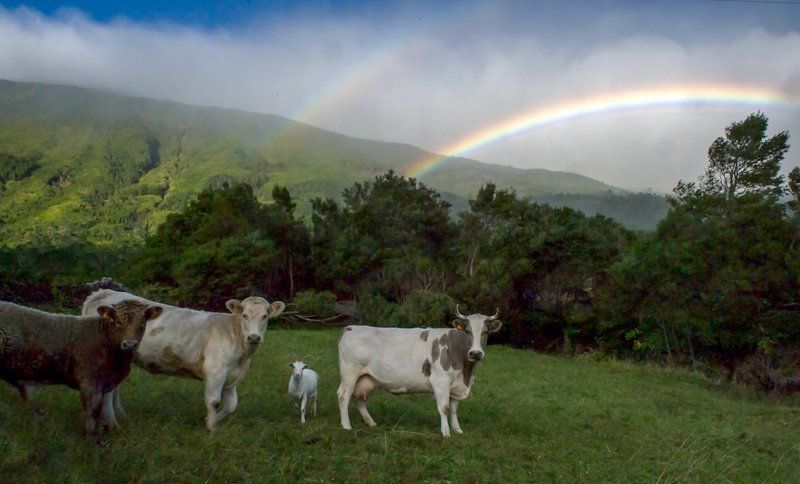 Десять строк об Азорах фото превью
