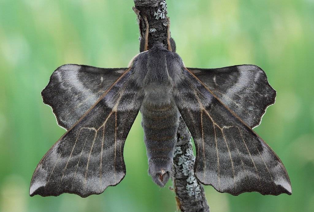 , Сергей Таланов