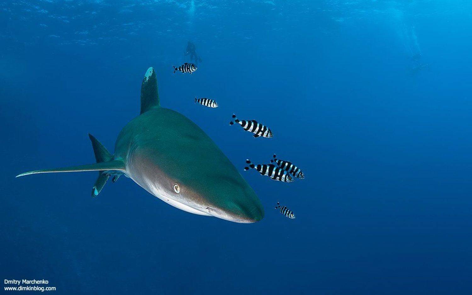 лонгиманус,акула,shark,longimanus,океаническая белоперая, Дмитрий Марченко
