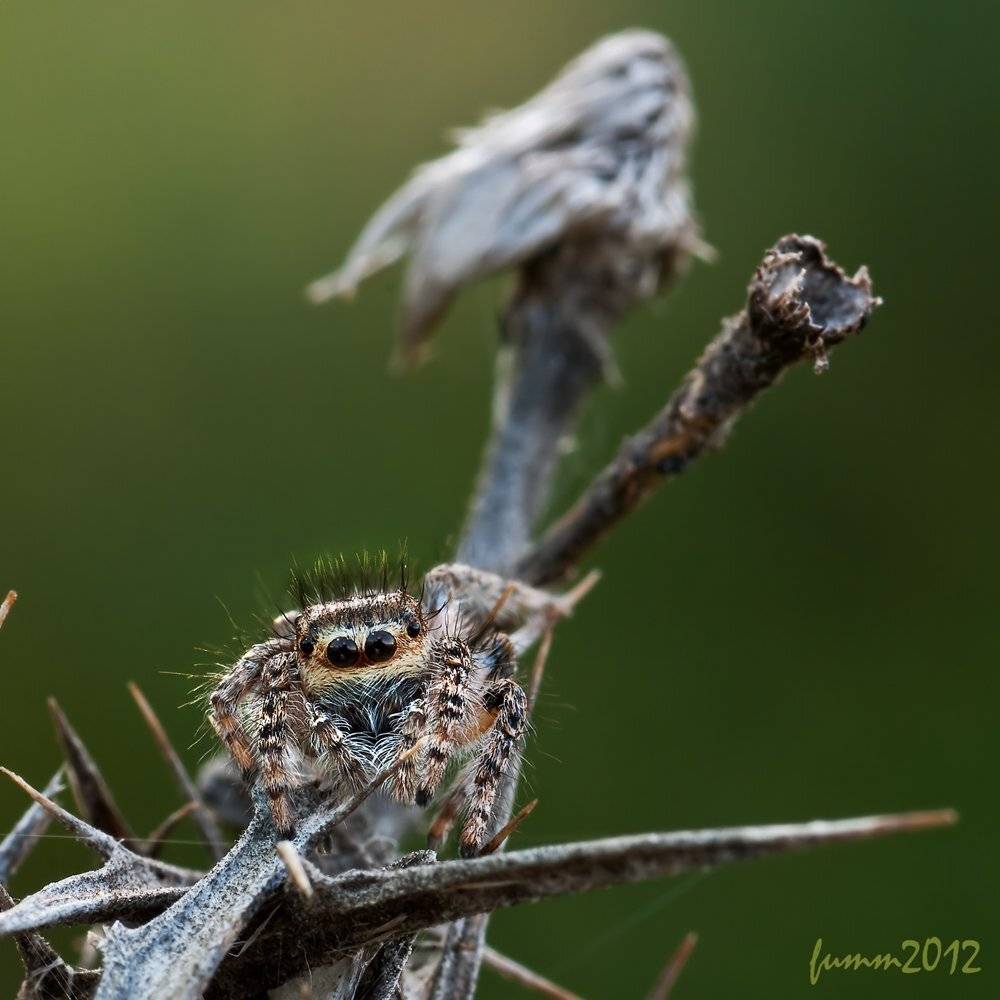 , Игорь ФУММ