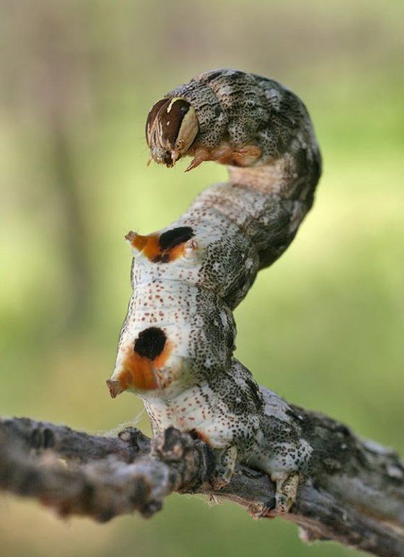 Гусеница - змея фото превью