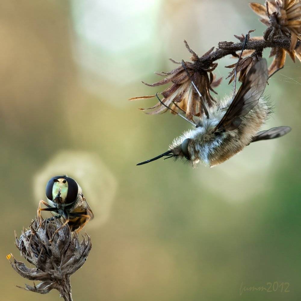 , Игорь ФУММ