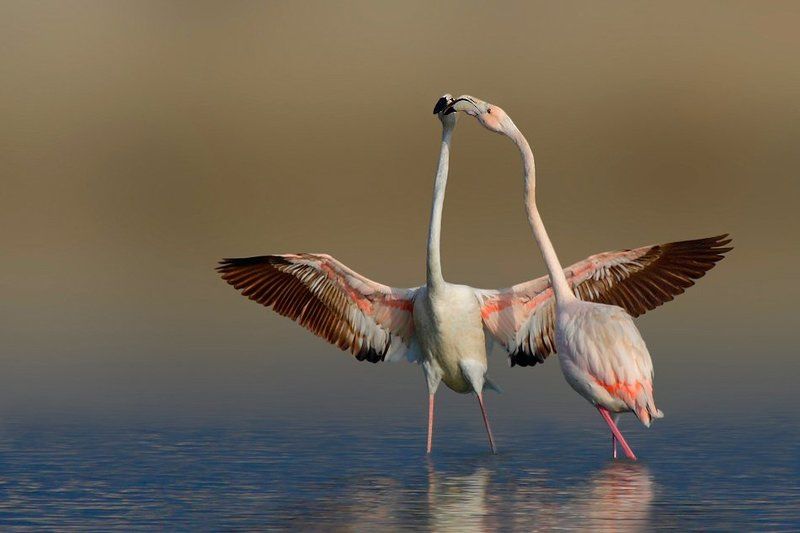 Kiss... фото превью