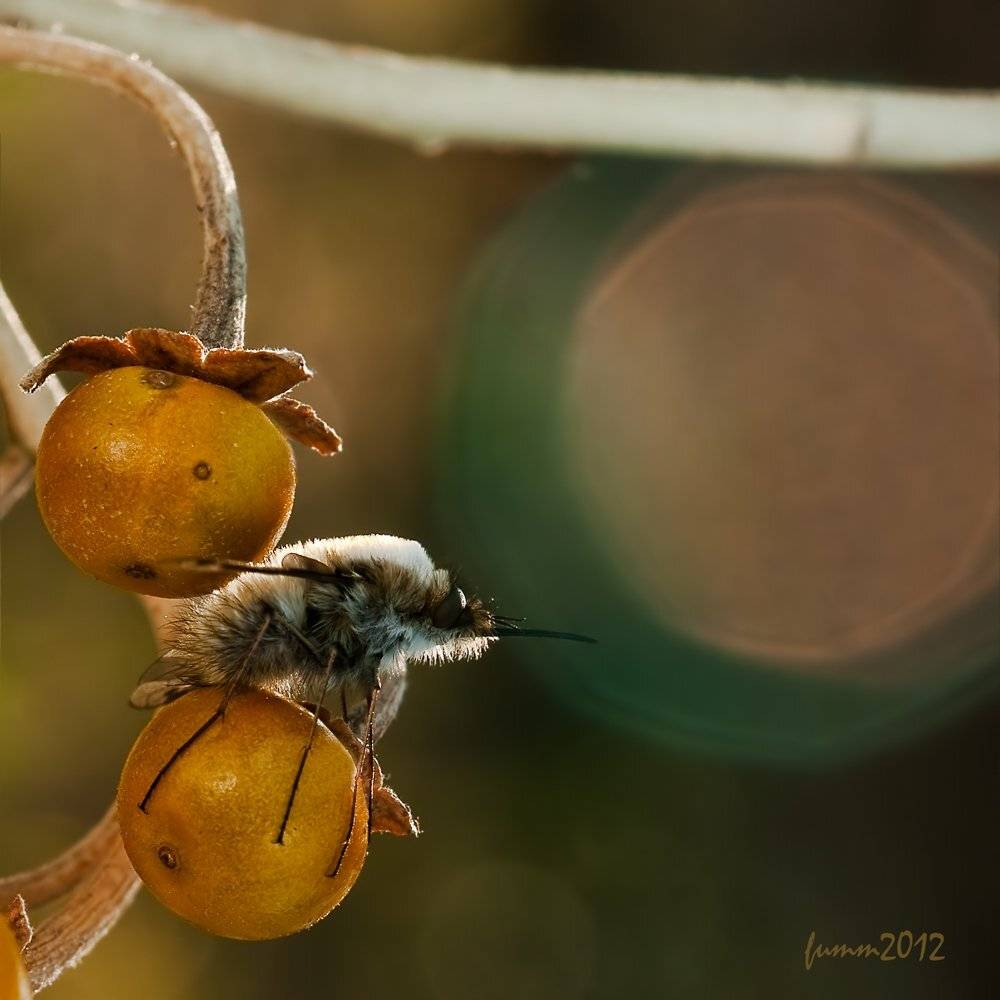 , Игорь ФУММ