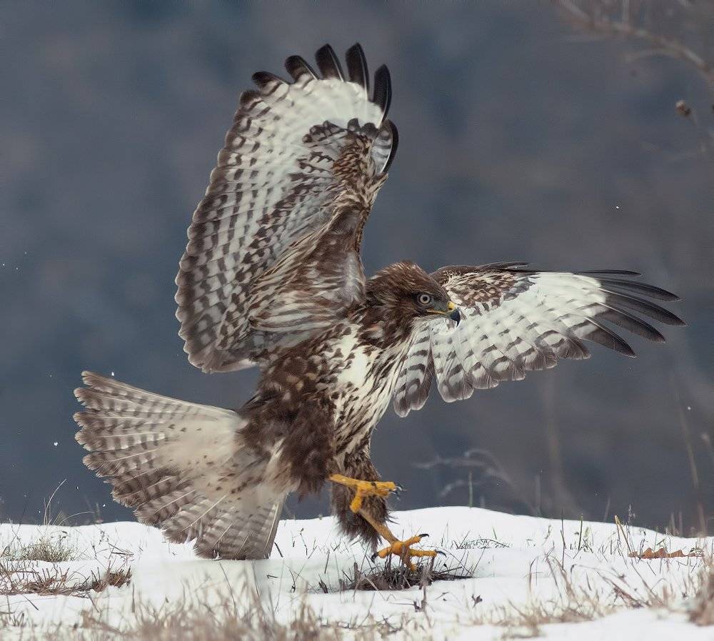 , Стефан Дянков