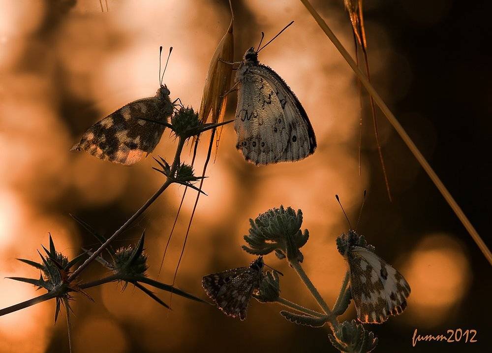 , Игорь ФУММ