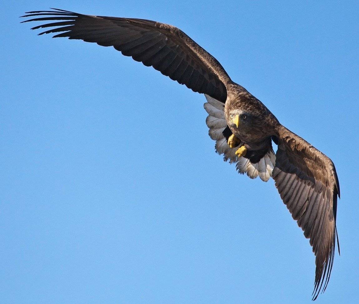 орлан, белохвостый, Евгений Слободской