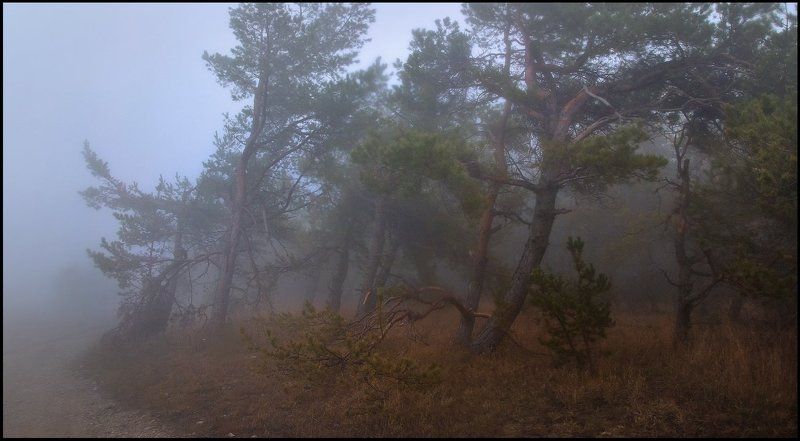 Сосновый бор фото превью