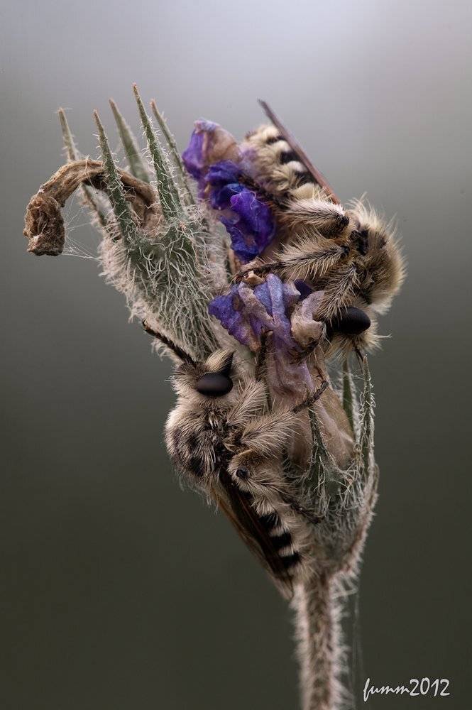 , Игорь ФУММ