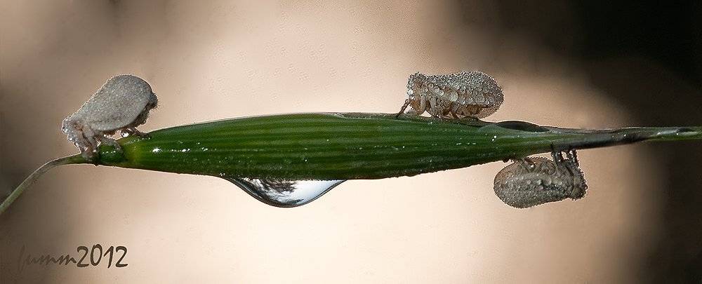 , Игорь ФУММ