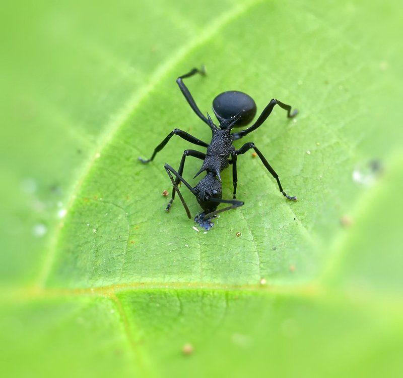 macro, closeup, insect, макро, насекомые, gnilenkov Черный рыцарь.... фото превью