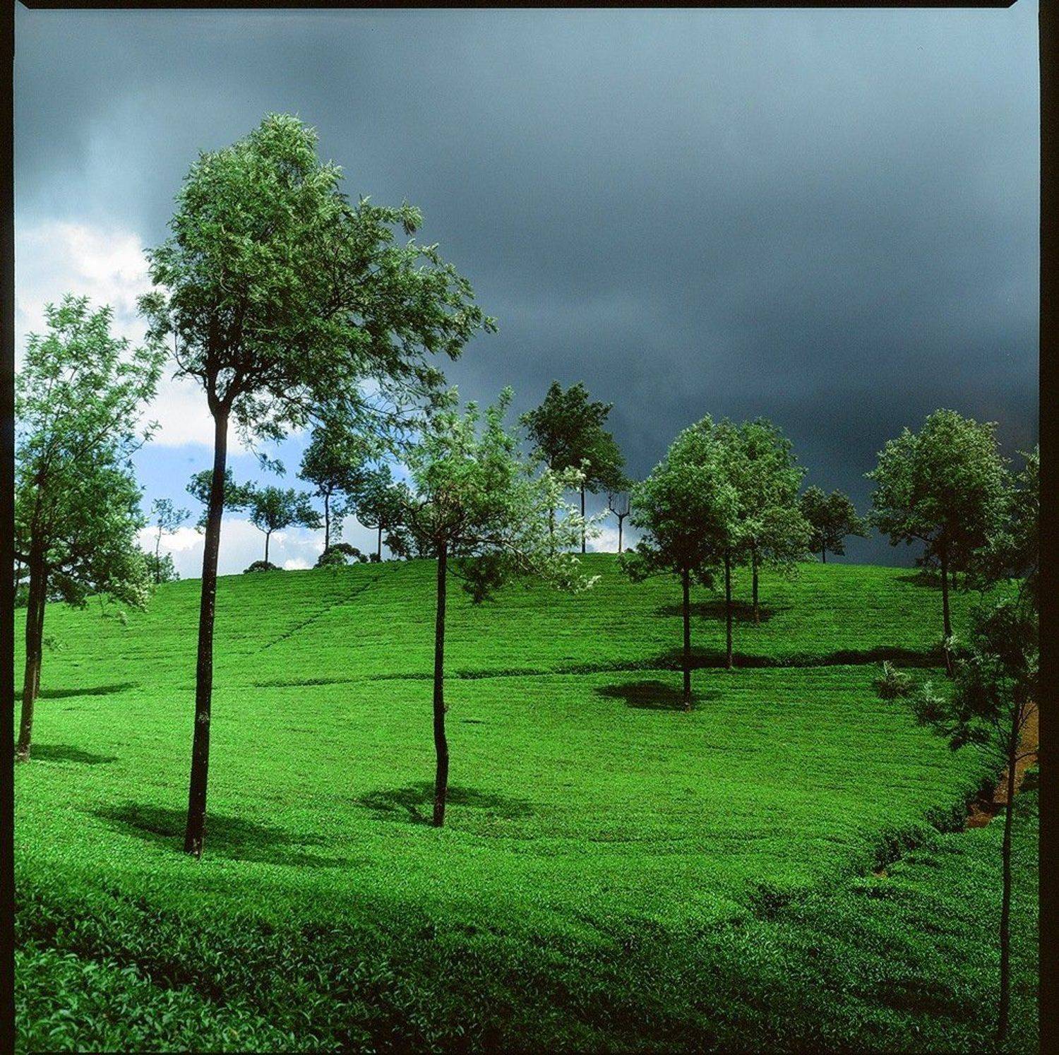 индия, плантация, чай, зелень, муннар, Евгений Молодцов