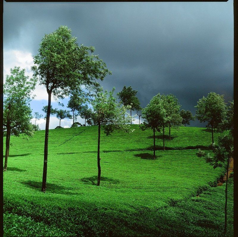 индия, плантация, чай, зелень, муннар Чайные плантации Муннара фото превью