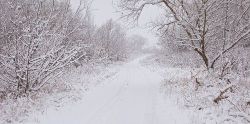 В день первого снега