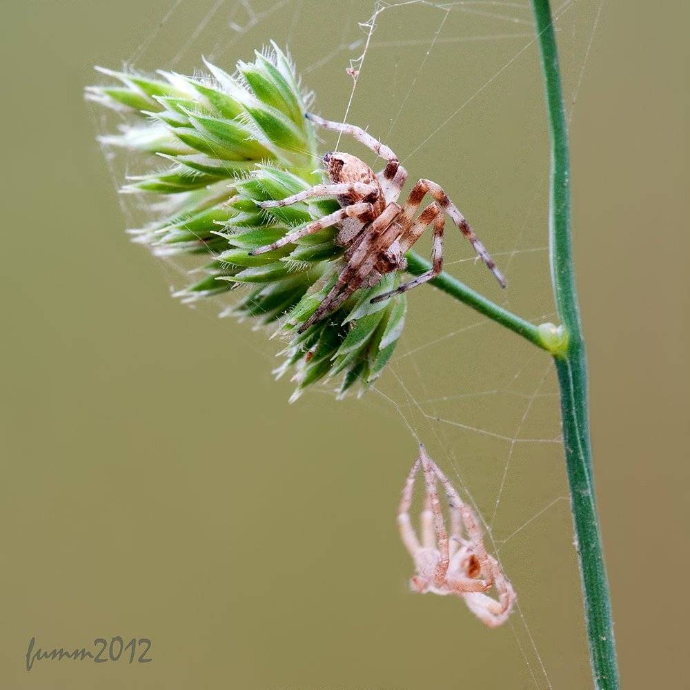 , Игорь ФУММ