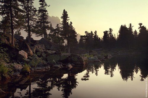 Таинственный лес