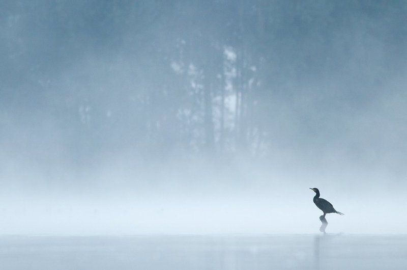 Great Cormorant фото превью
