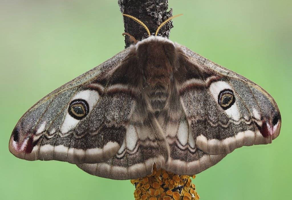 , Сергей Таланов