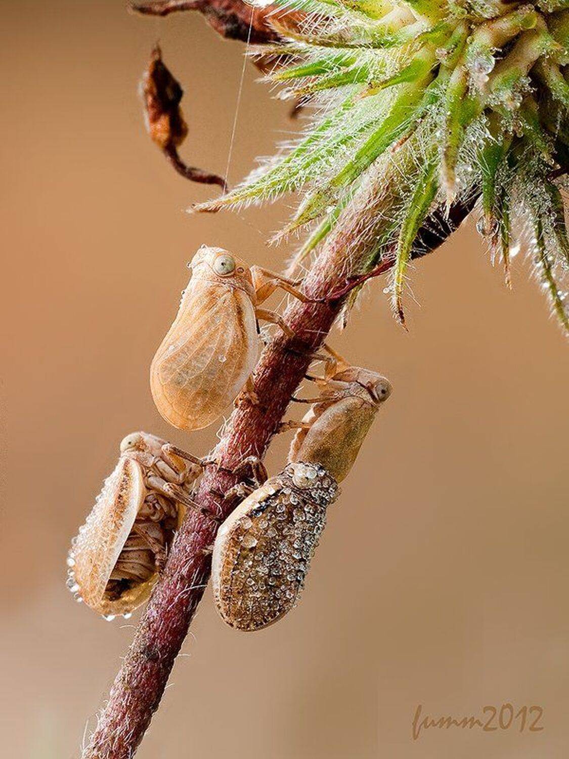 , Игорь ФУММ