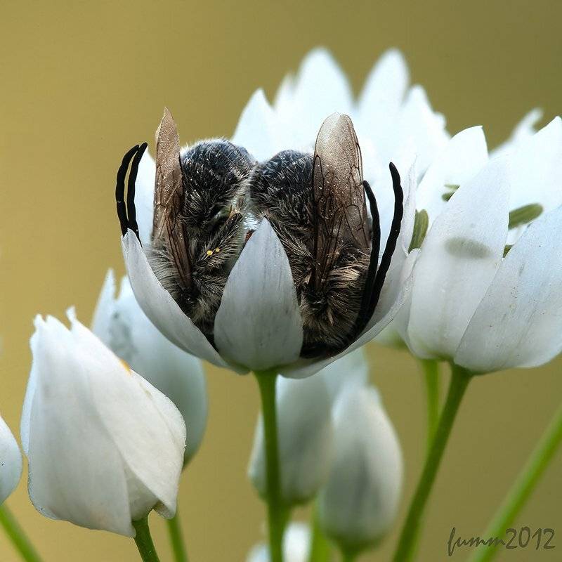 , Игорь ФУММ