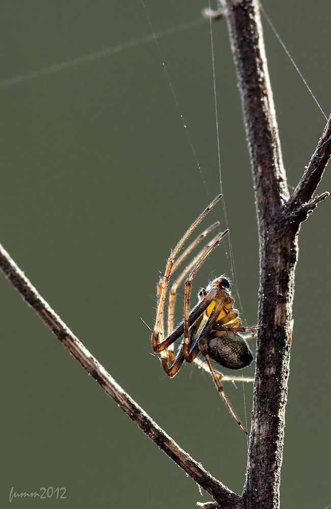 , Игорь ФУММ