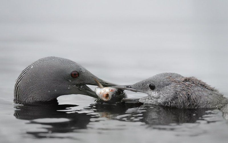двое и рыбка фото превью