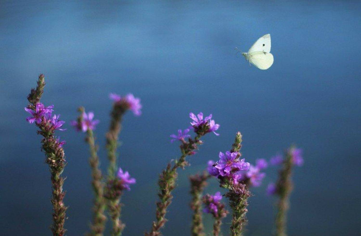 , Крикунова Лена