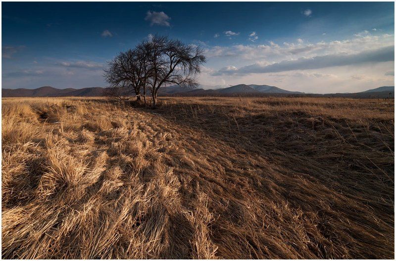 Травы-муравы фото превью