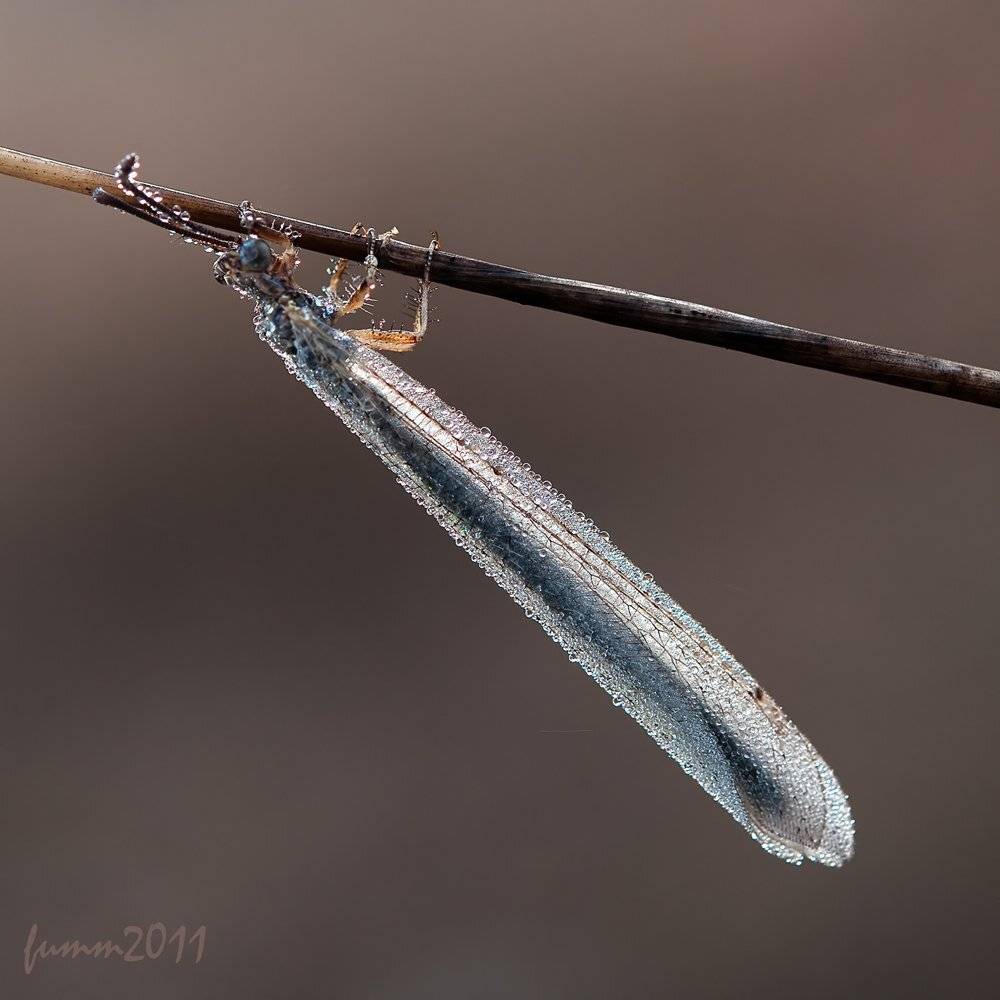 , Игорь ФУММ